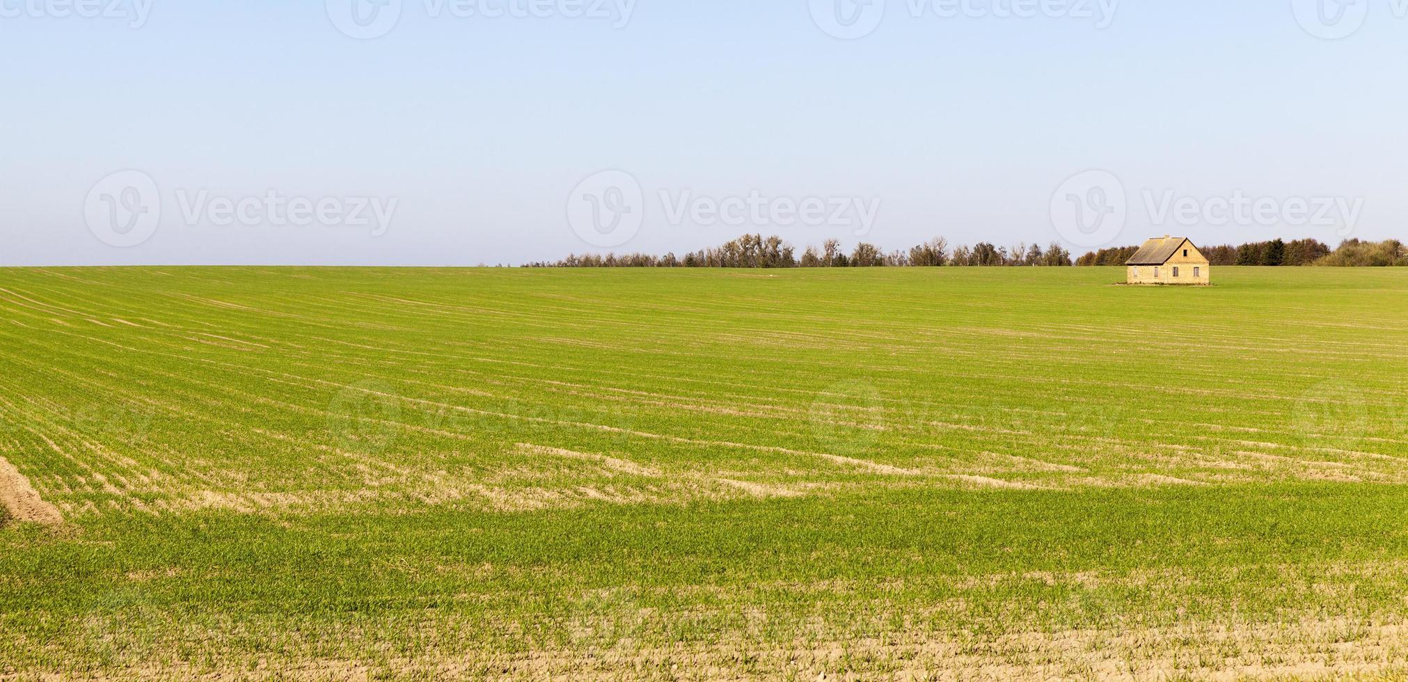 paisaje de verano, campo foto