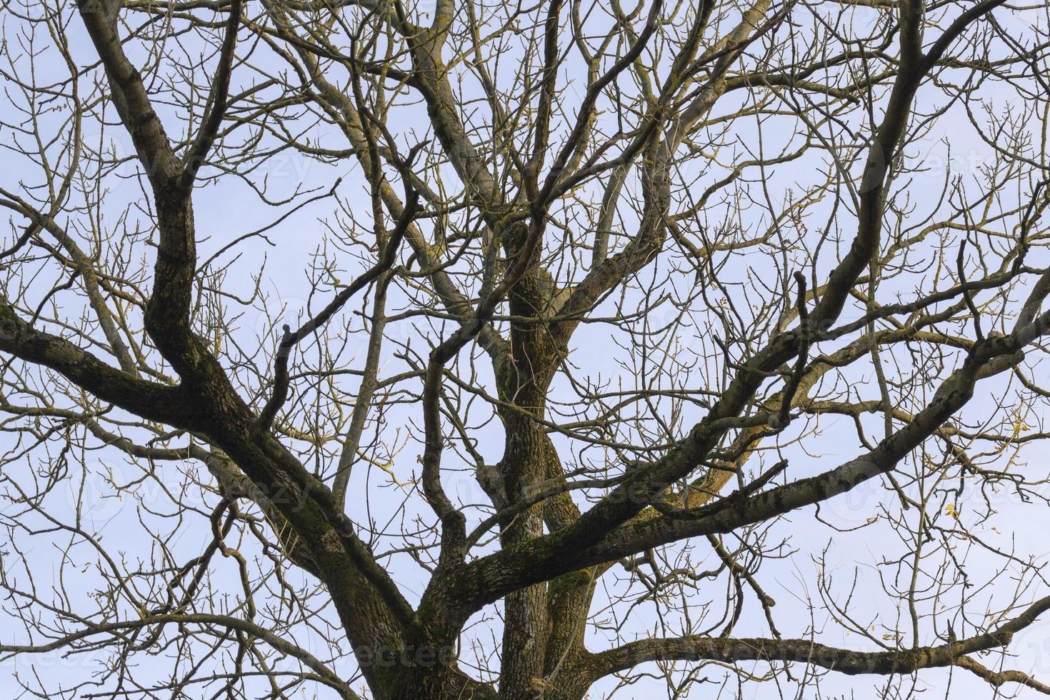 bare tree trunk photo