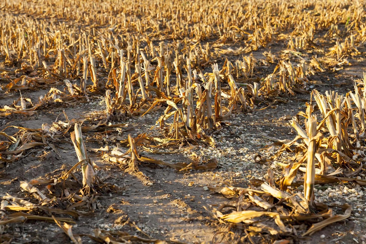 thick mown corn stalks photo