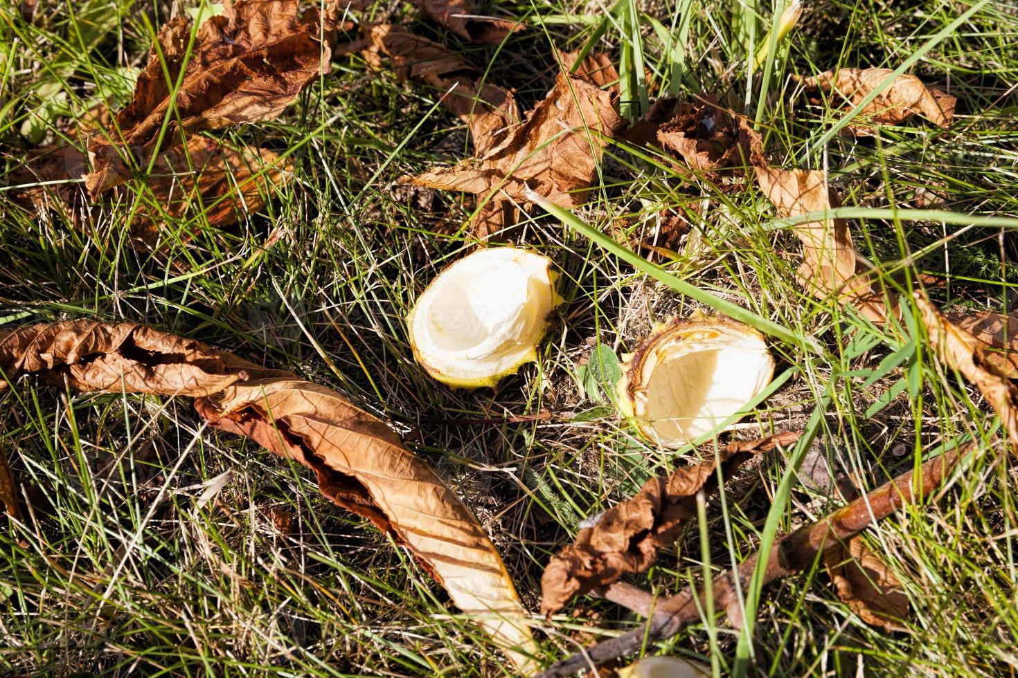 seeds are chestnut photo