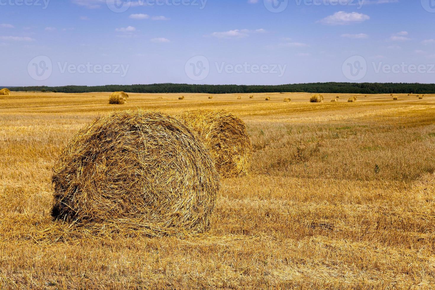 haystacks straw lying photo