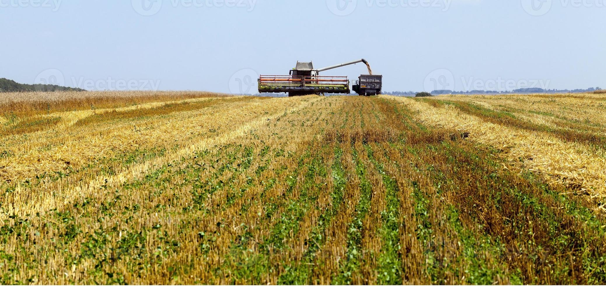 cosechadora en el campo foto