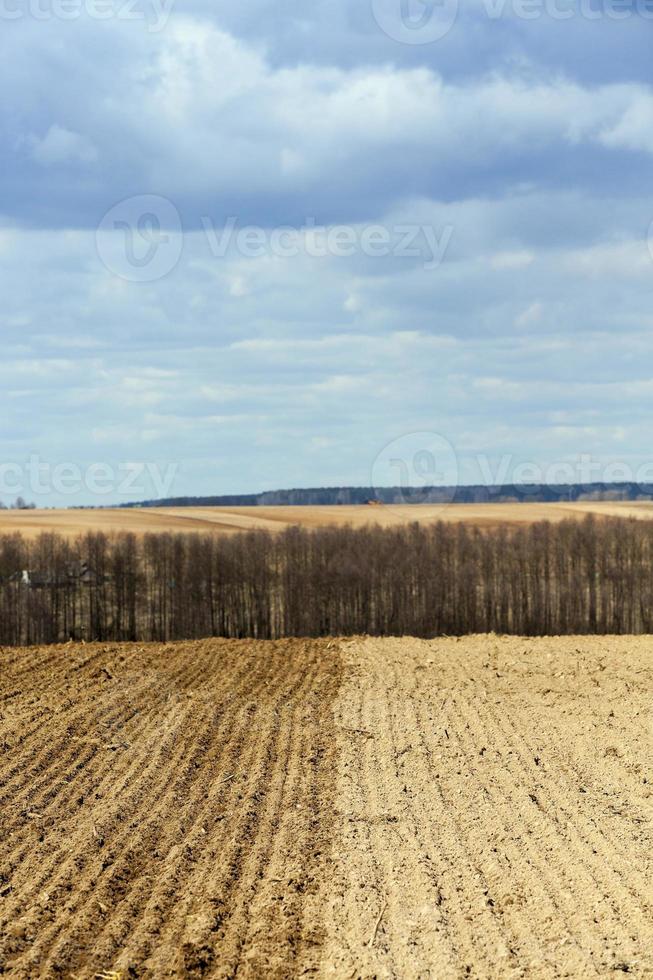 Planting of cereal crops photo