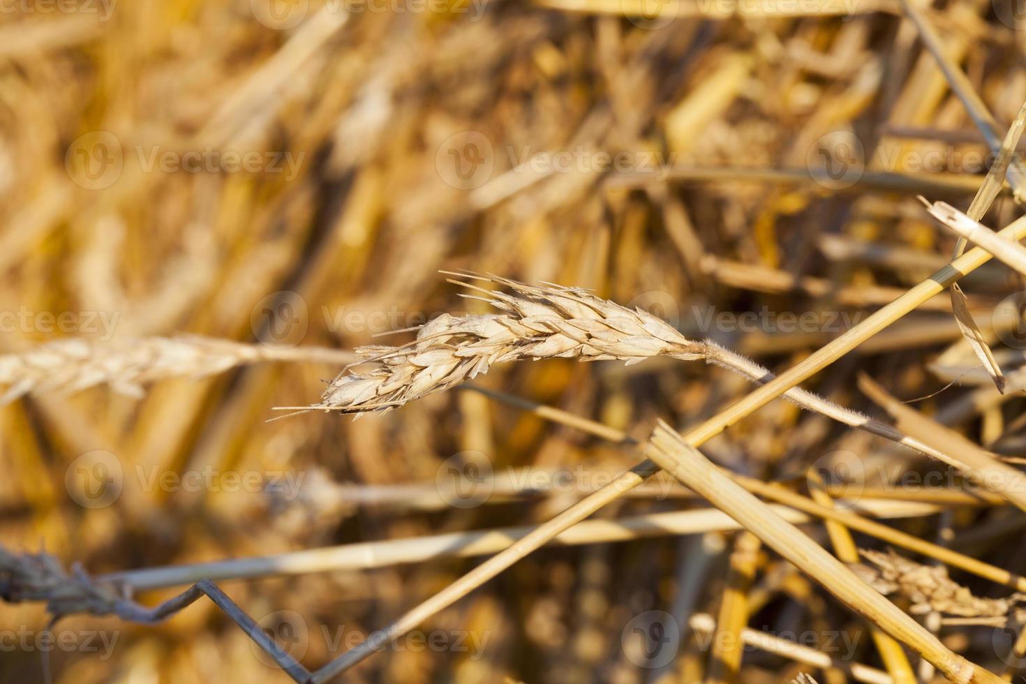 empty wheat ear photo