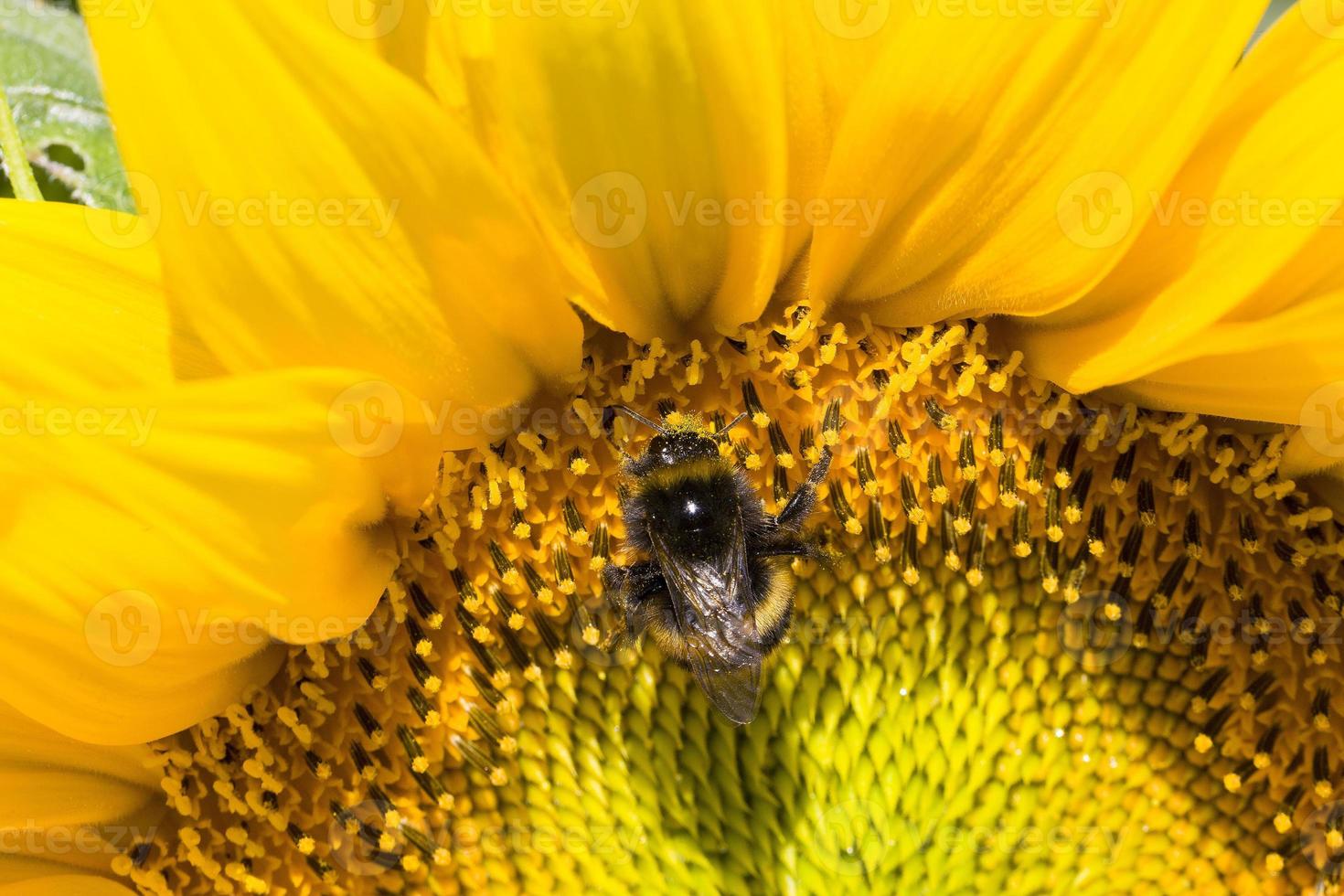 sunflower during pollination photo