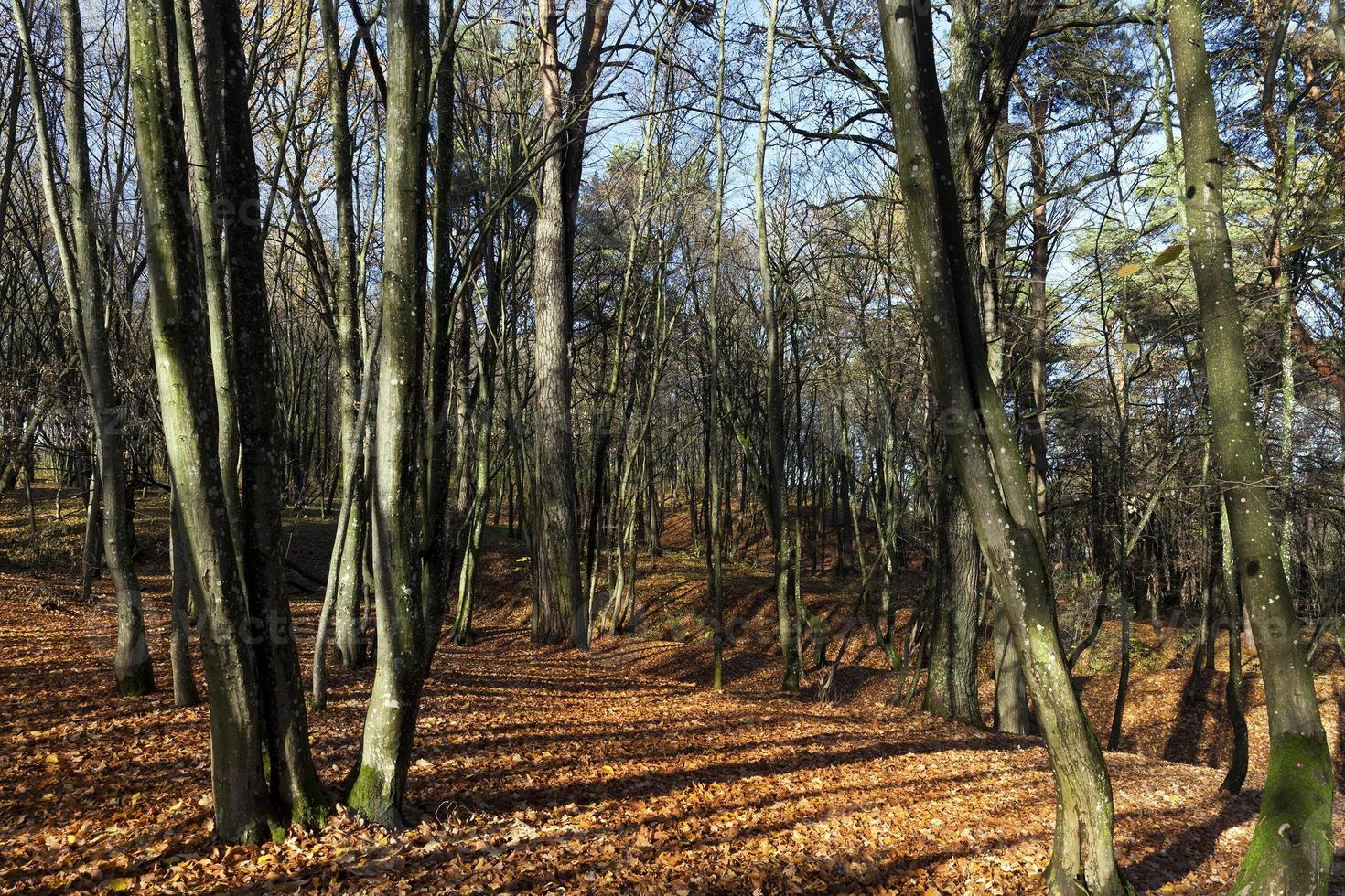 hilly territory in autumn season photo