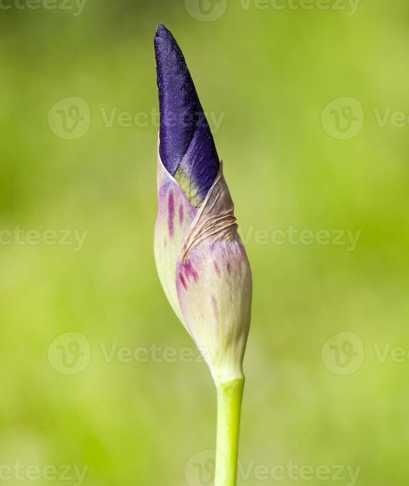 closed bud of a blue iris photo