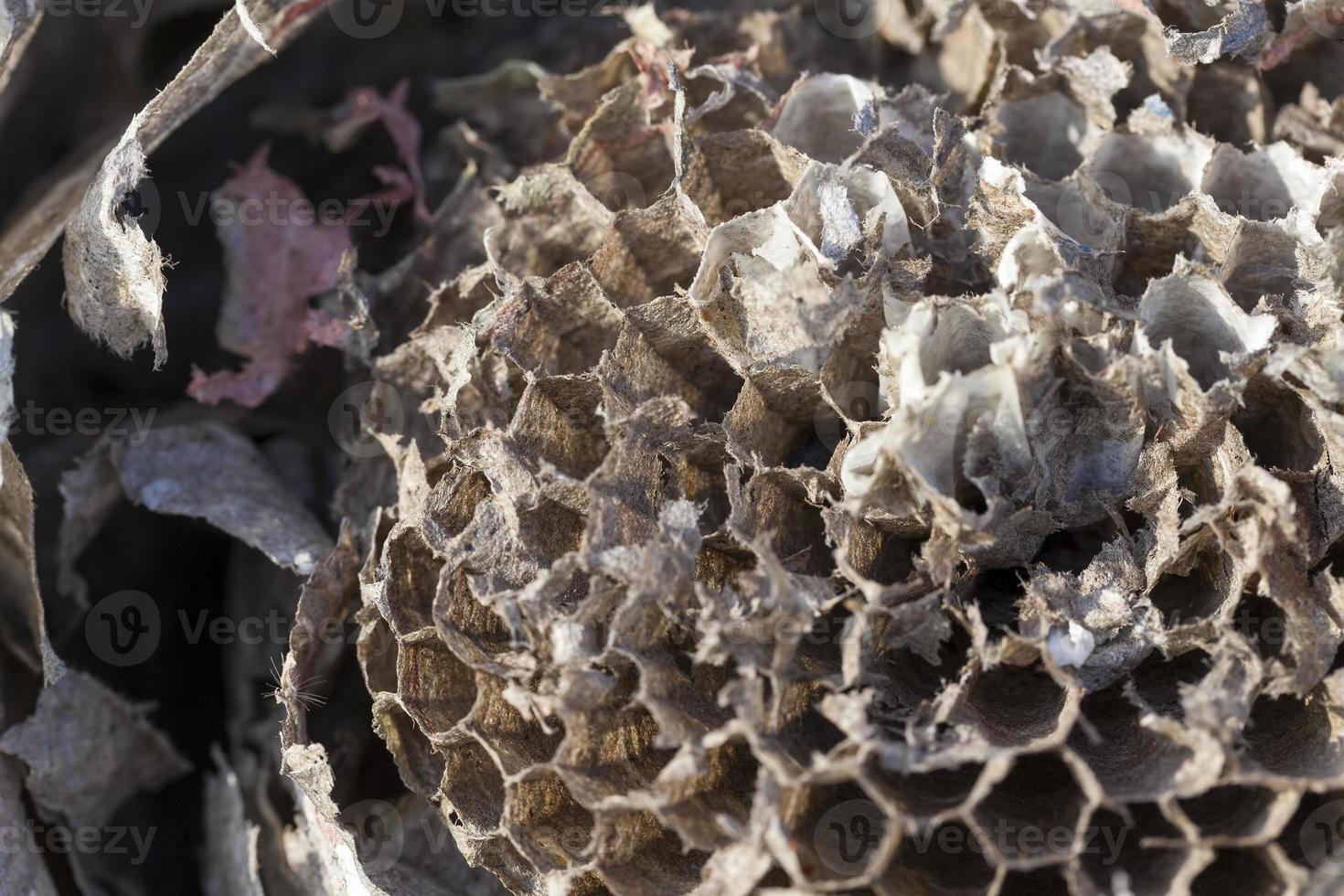 wasp hive made by wasps photo