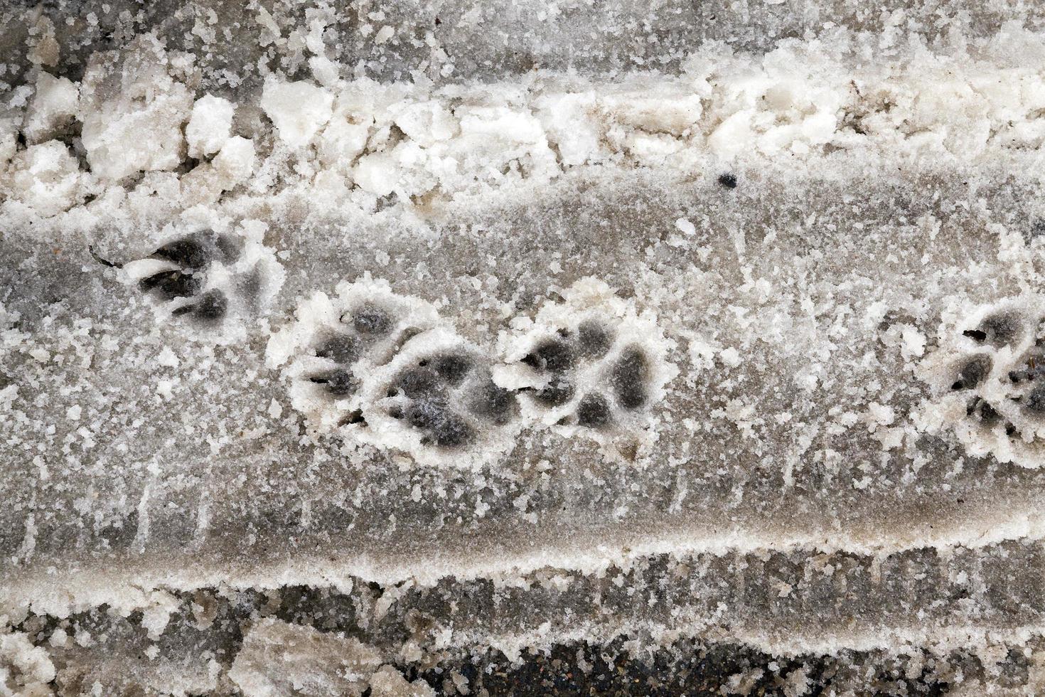 tracks of a dog photo