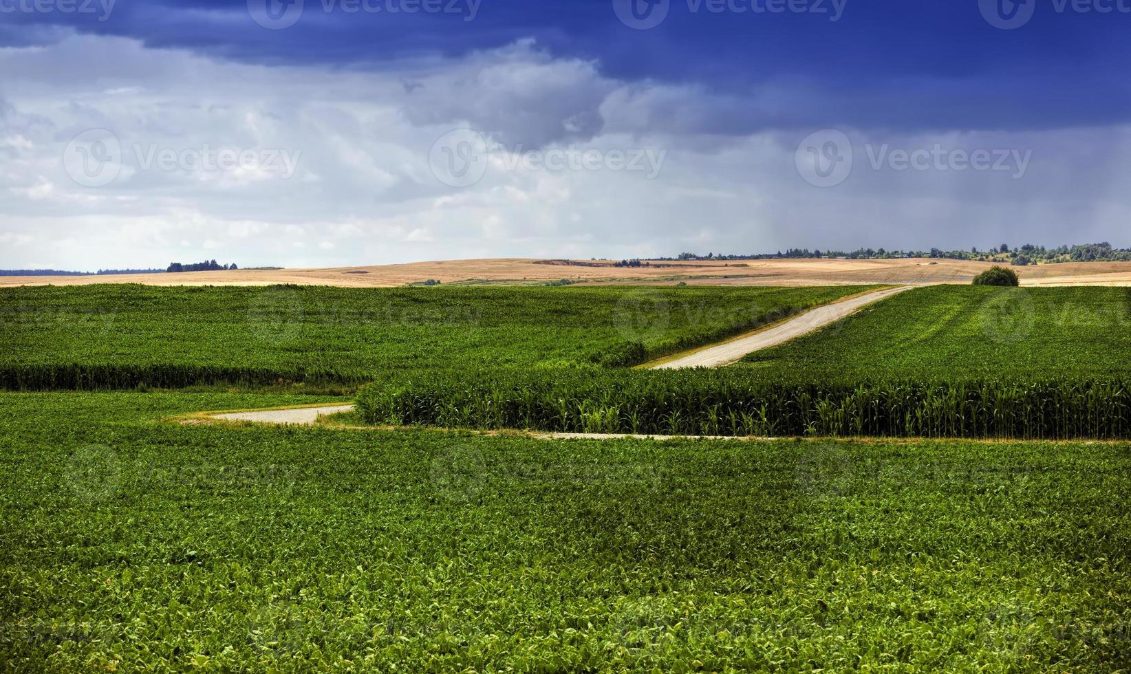 a sandy road photo