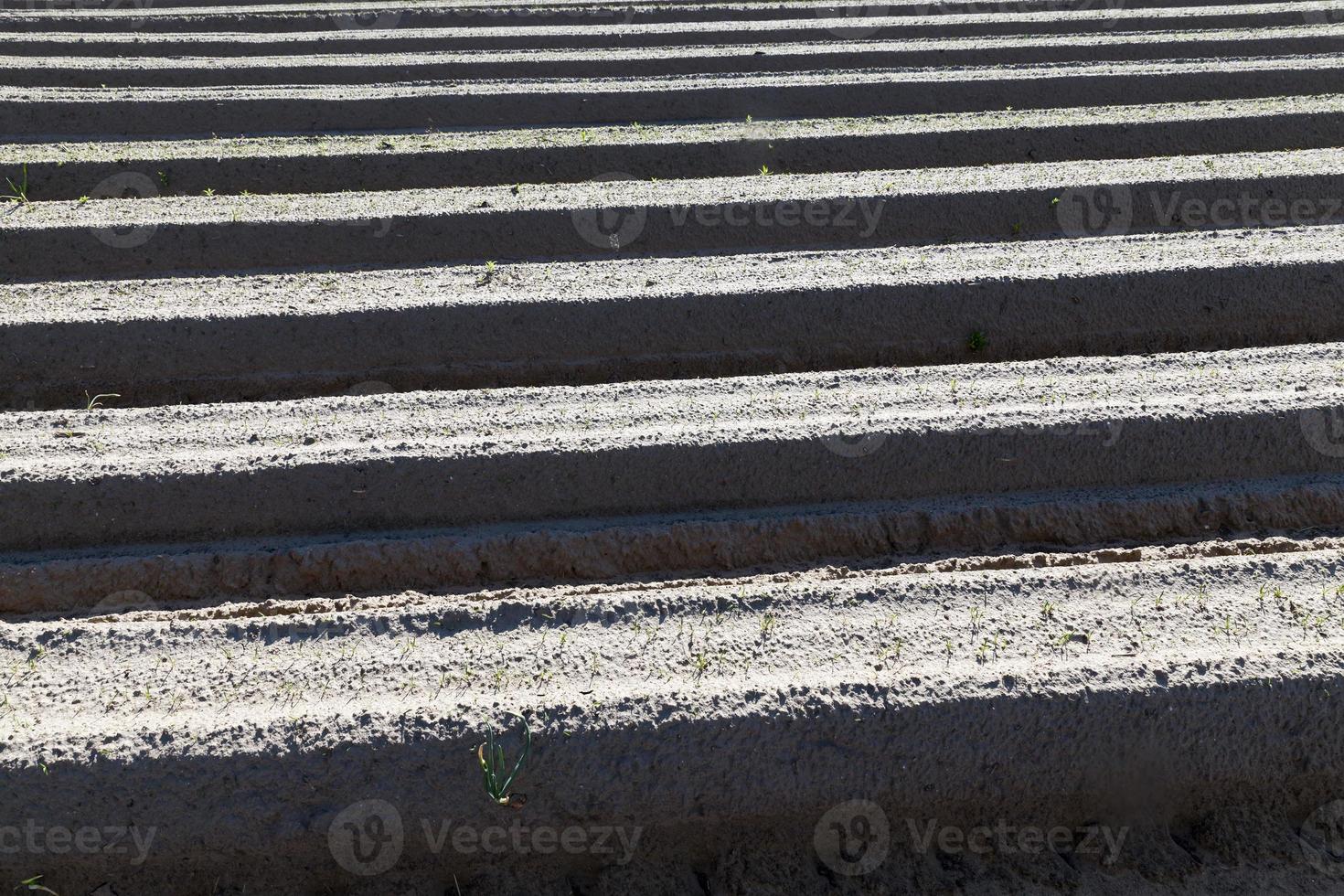 agricultural fields with furrows photo
