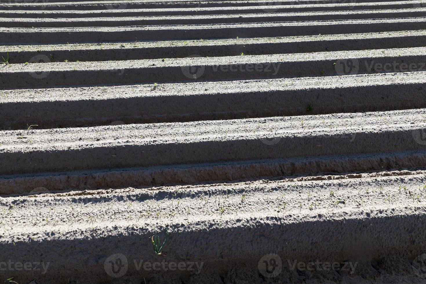 agricultural fields with furrows photo