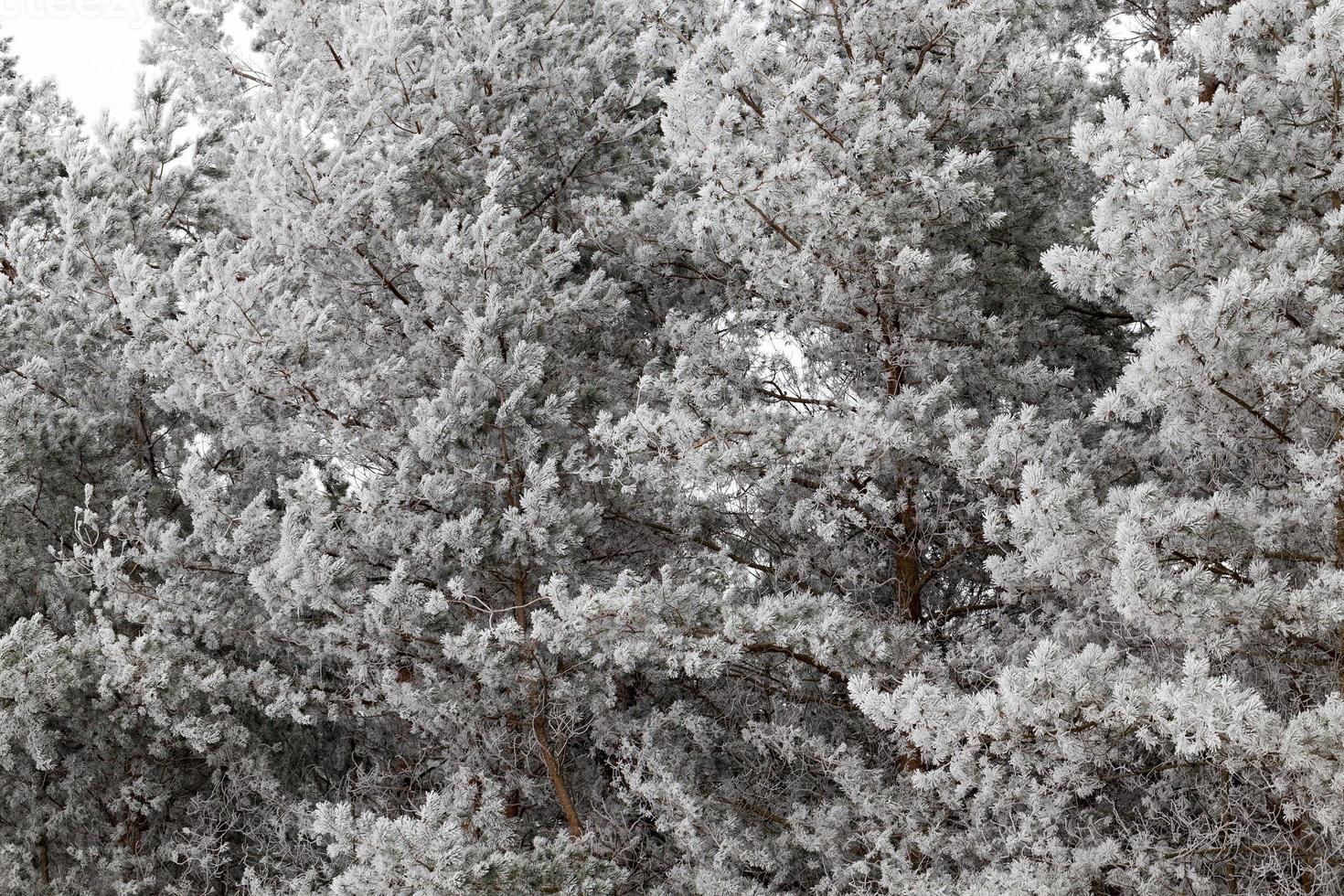 frost on needles of a pine photo