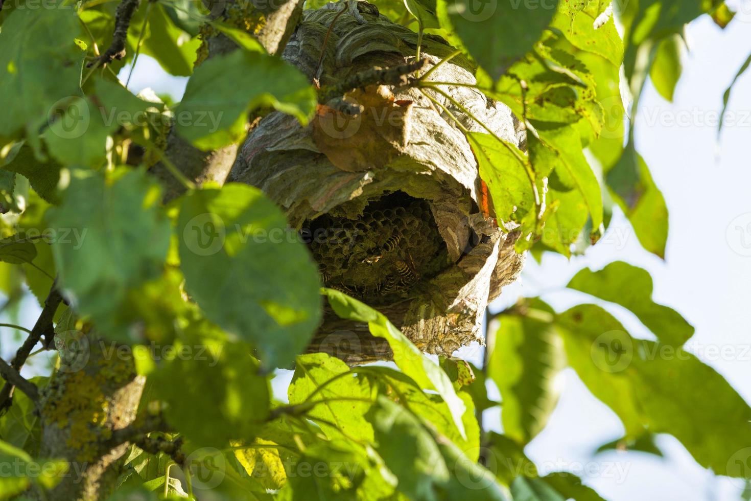 wasp hive made by wasps photo