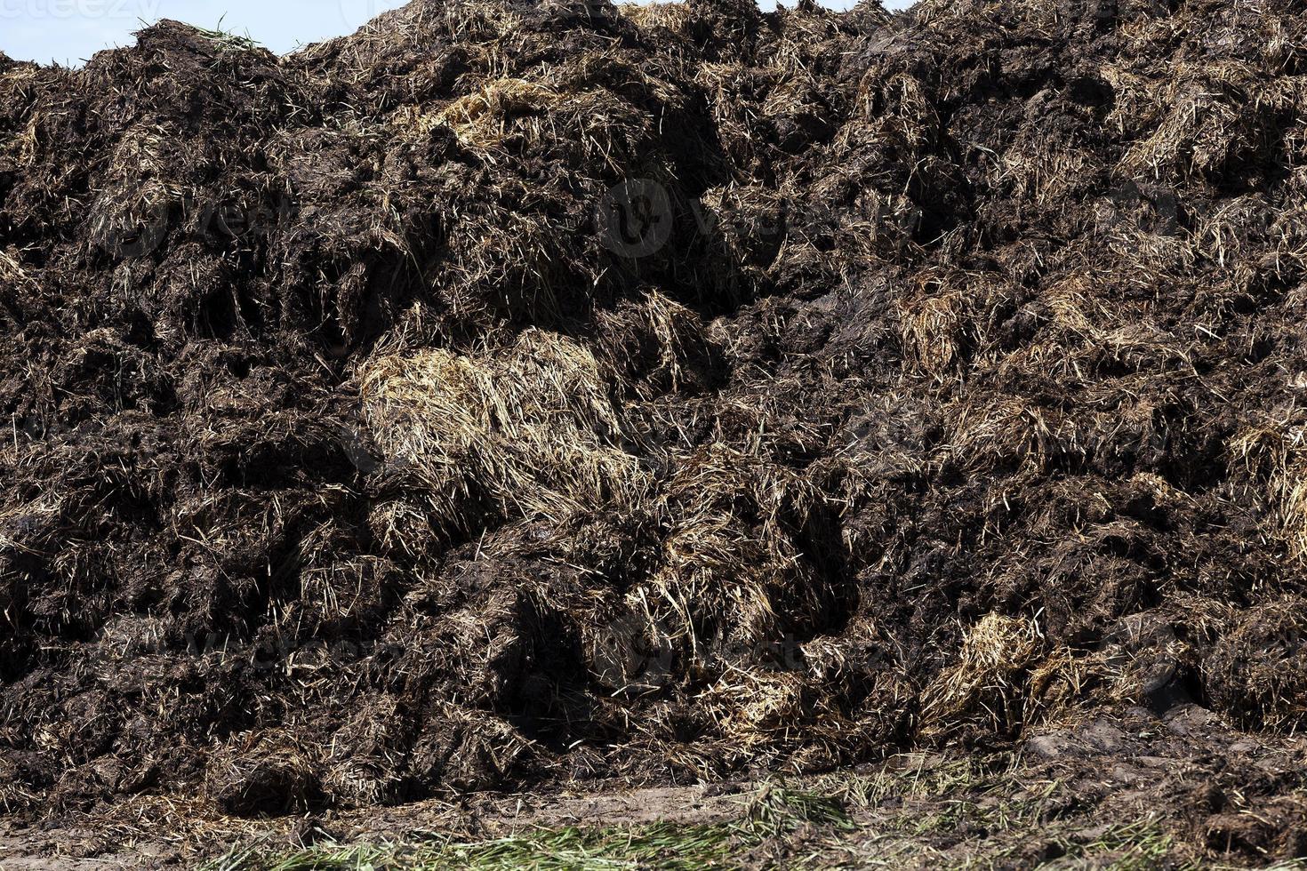 manure for fertilizer photo