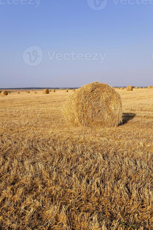 stack of straw in the field photo