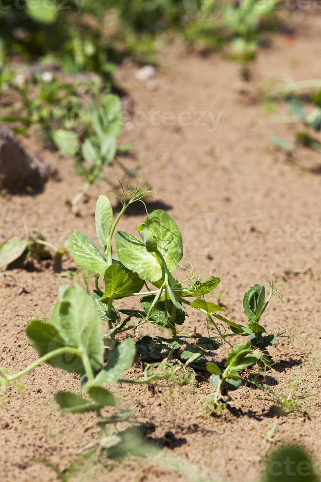 Pea sprout in the spring photo