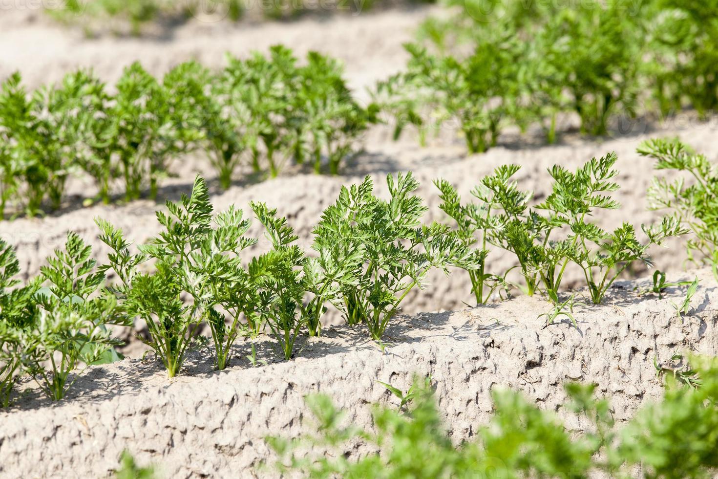 Field with carrot photo