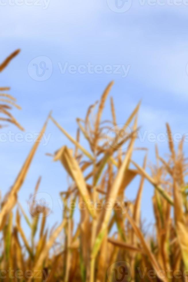 Green immature corn photo