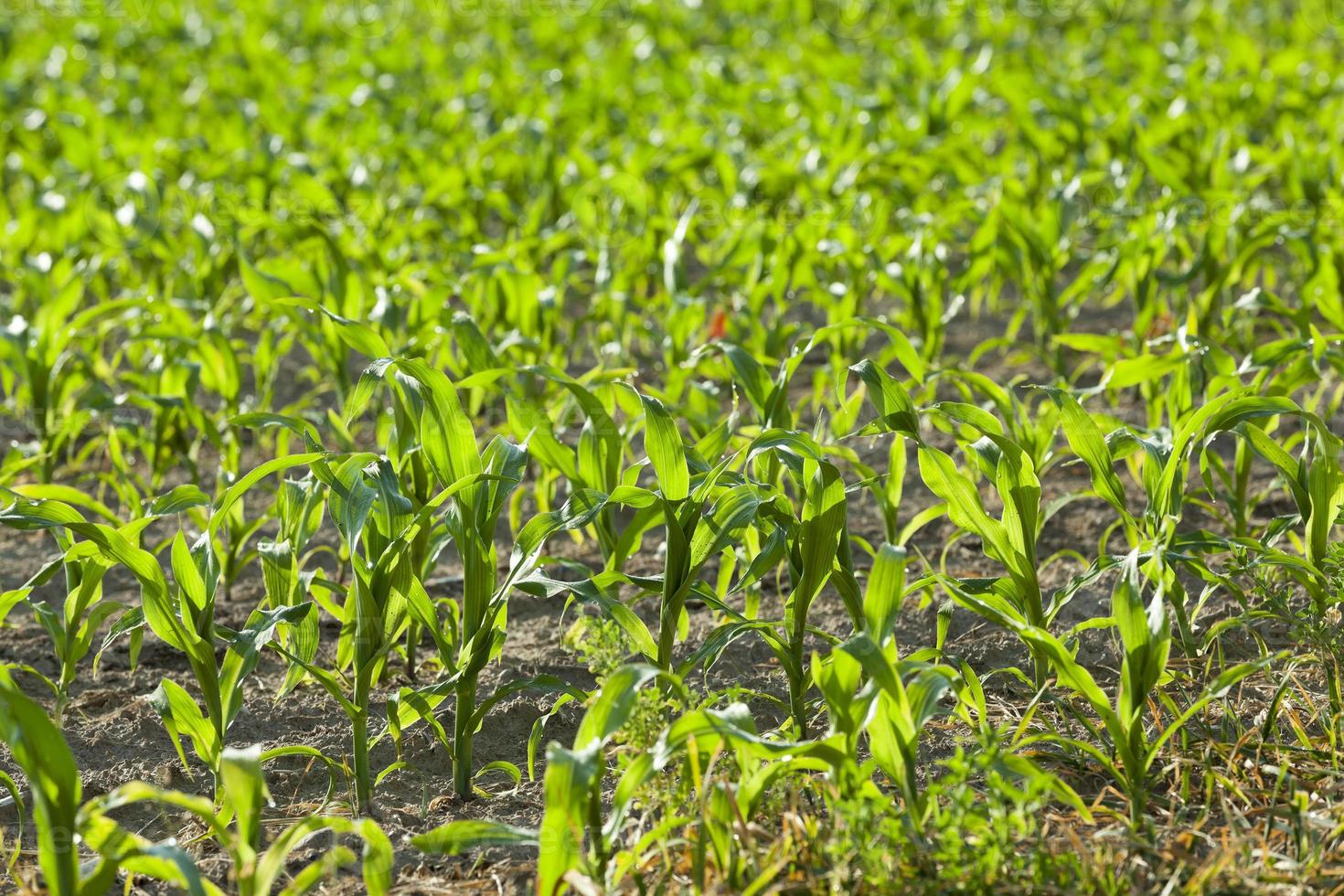 Corn field, summer photo