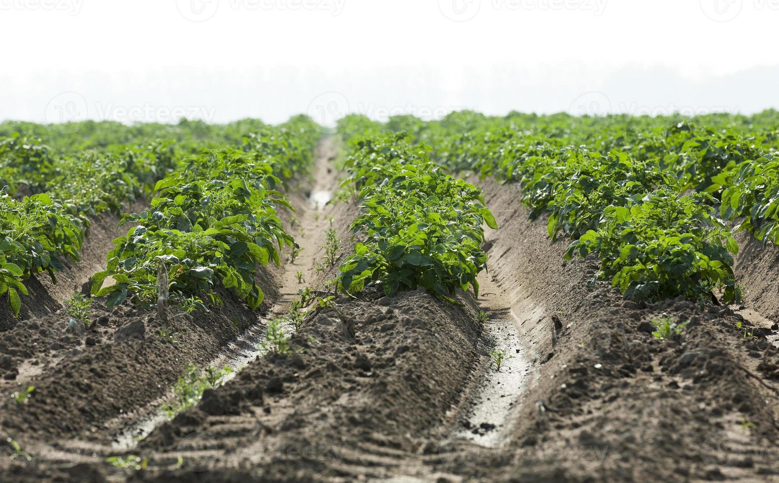Field with potato photo