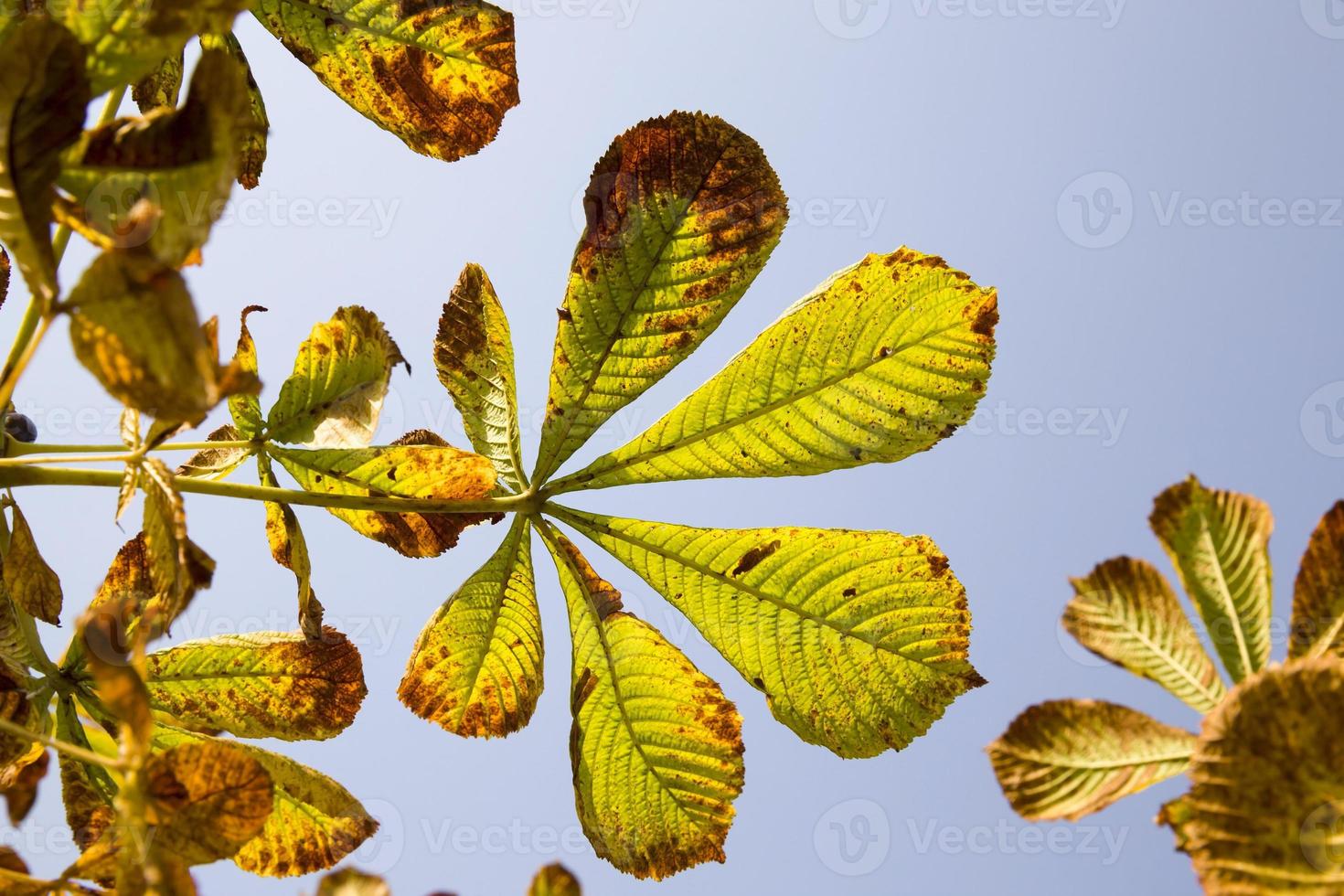 chestnut with drying out foliage photo