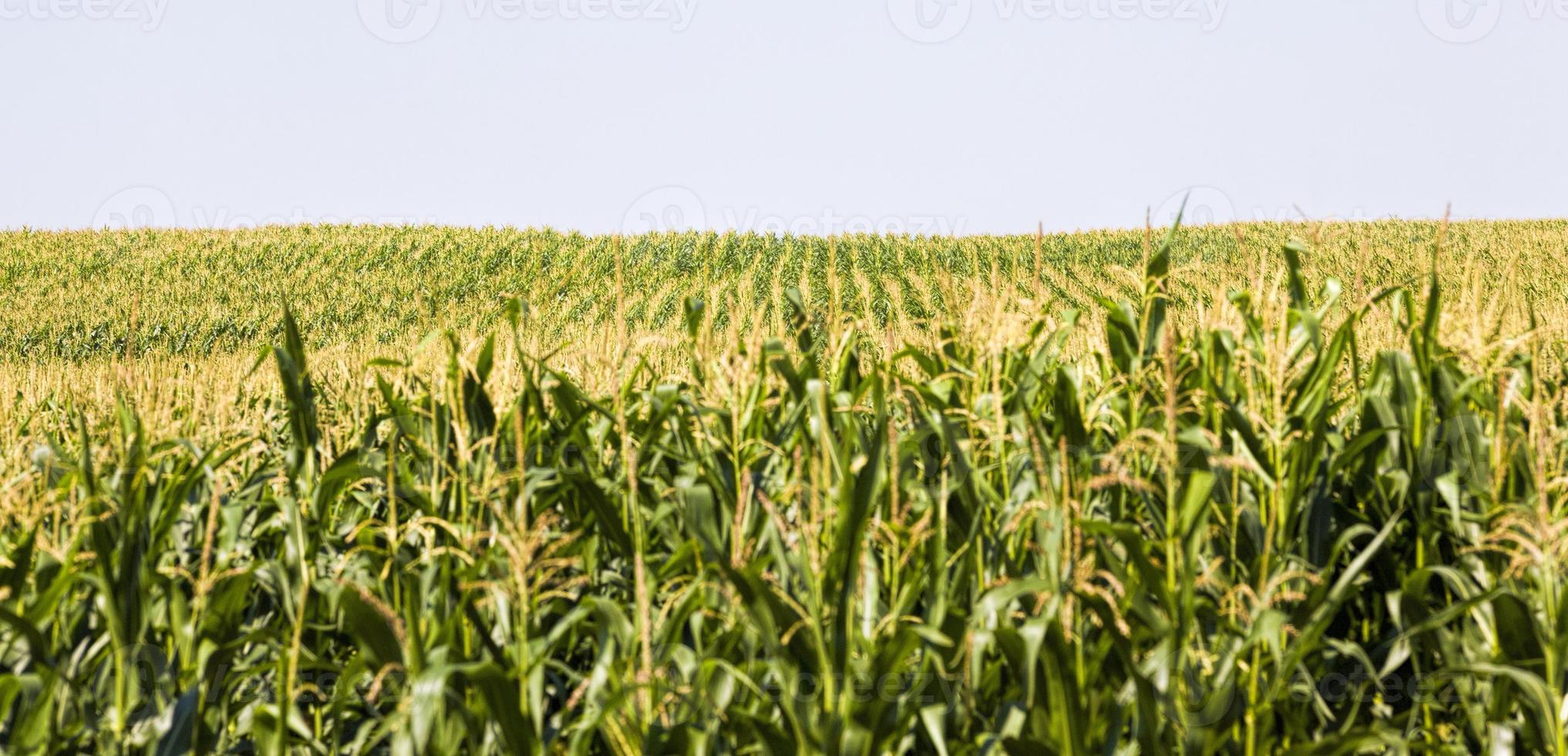 agricultural landscape with rows of green corn photo