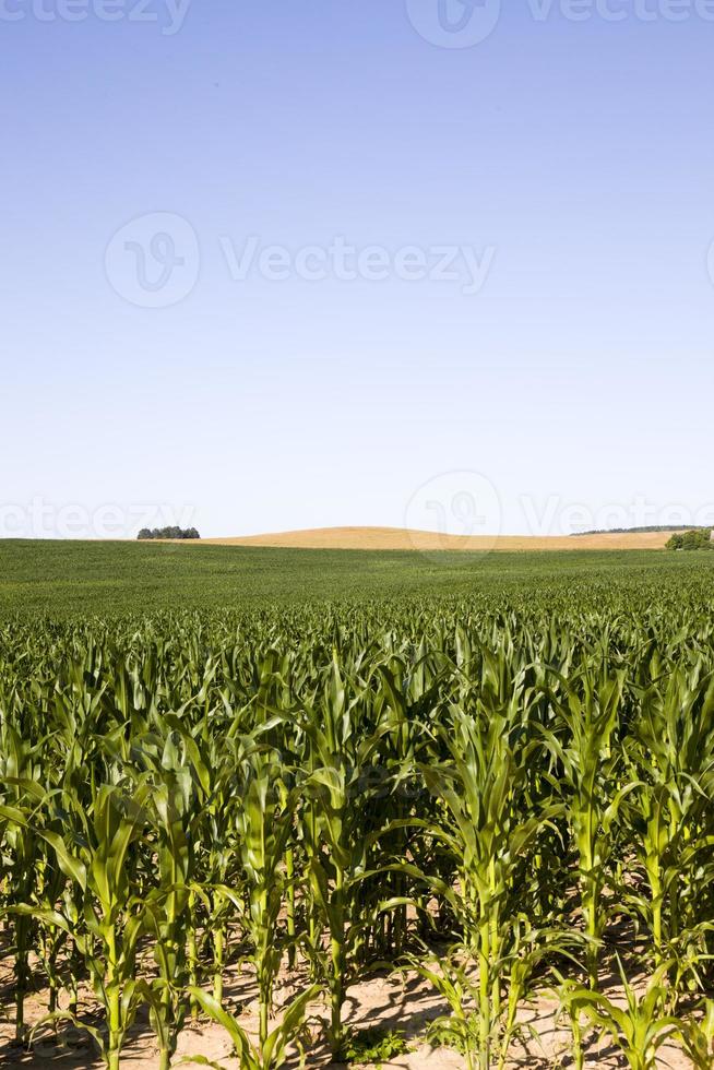 green corn grown by technology photo