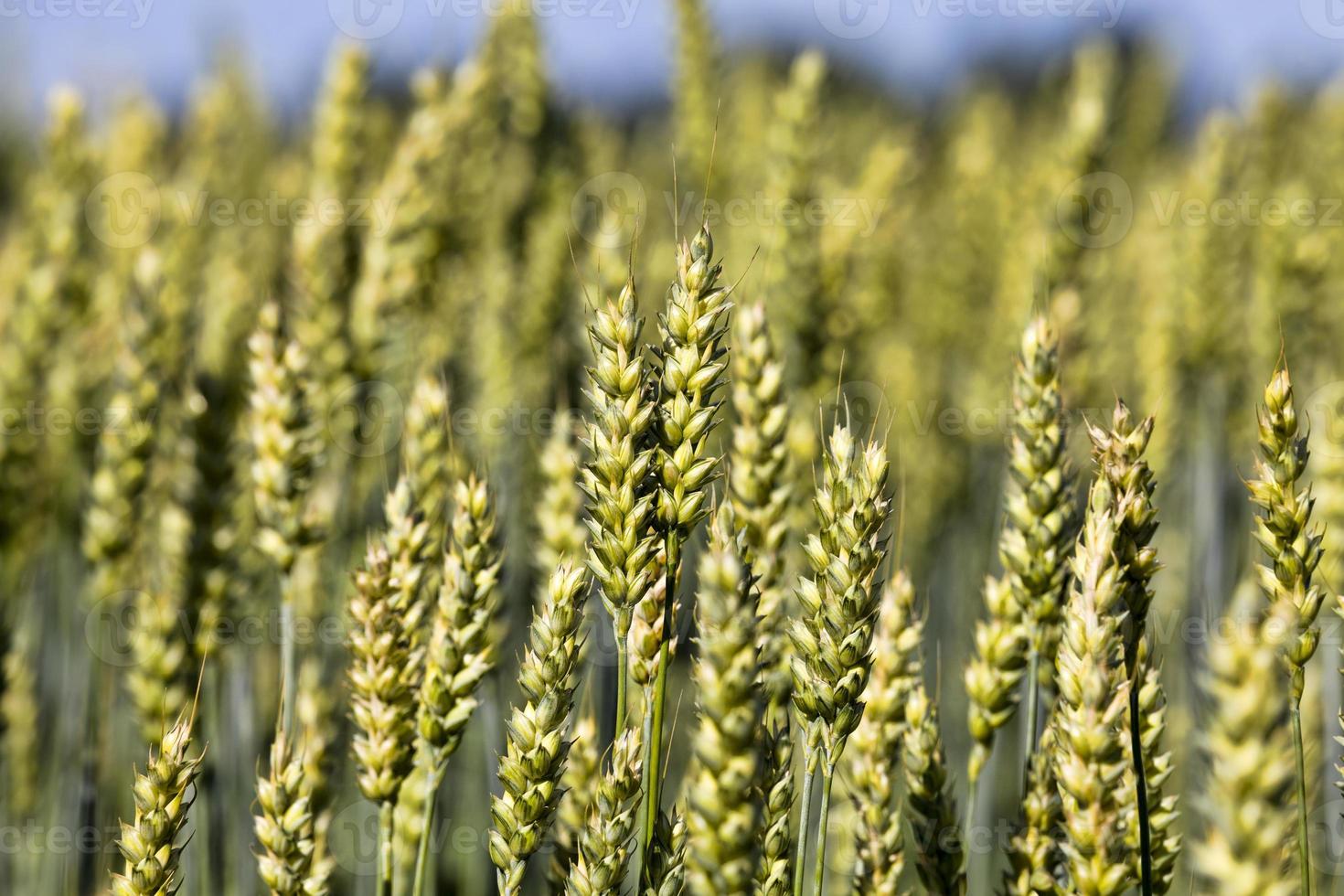 natural green ears of wheat photo