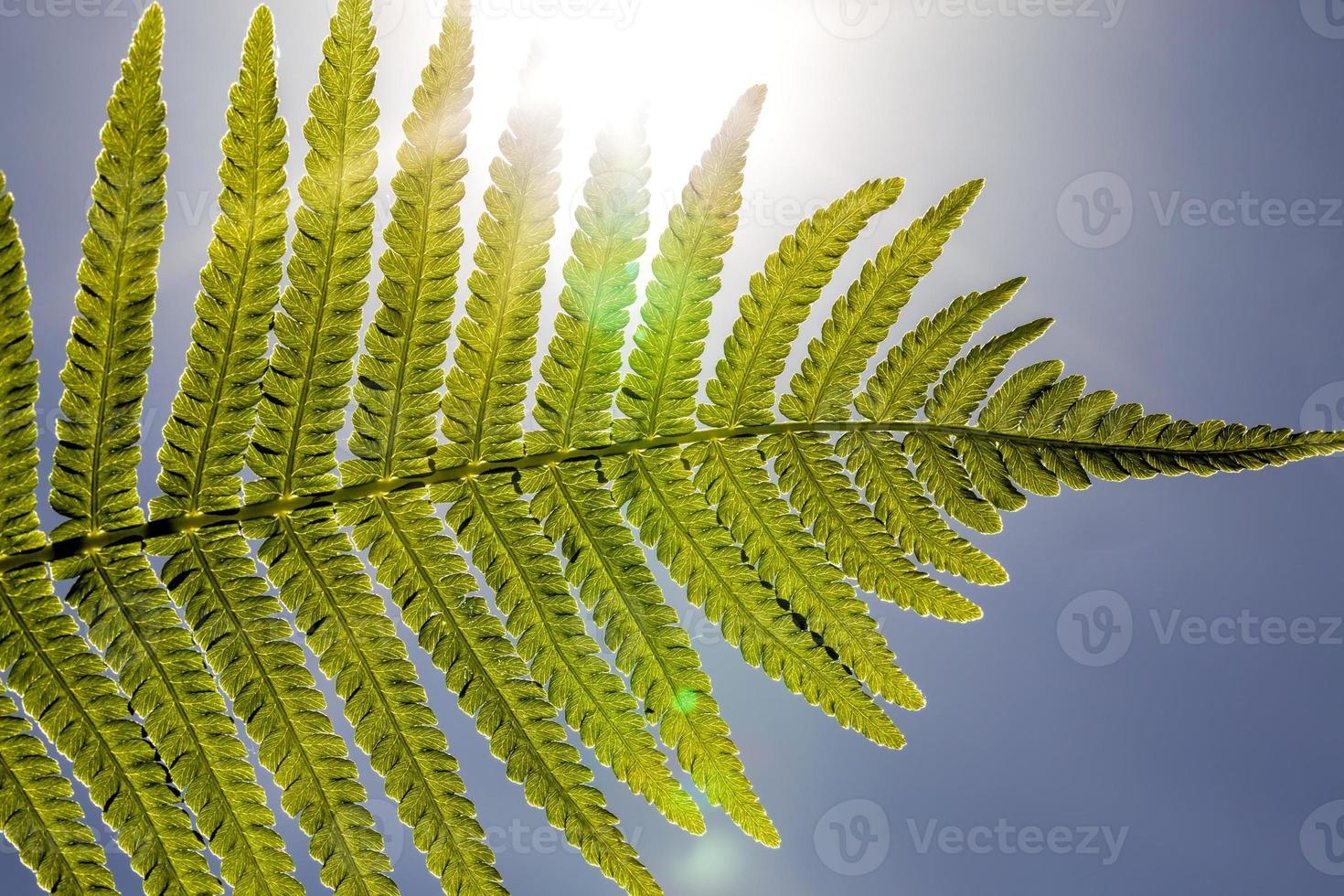fern with a green leaf photo