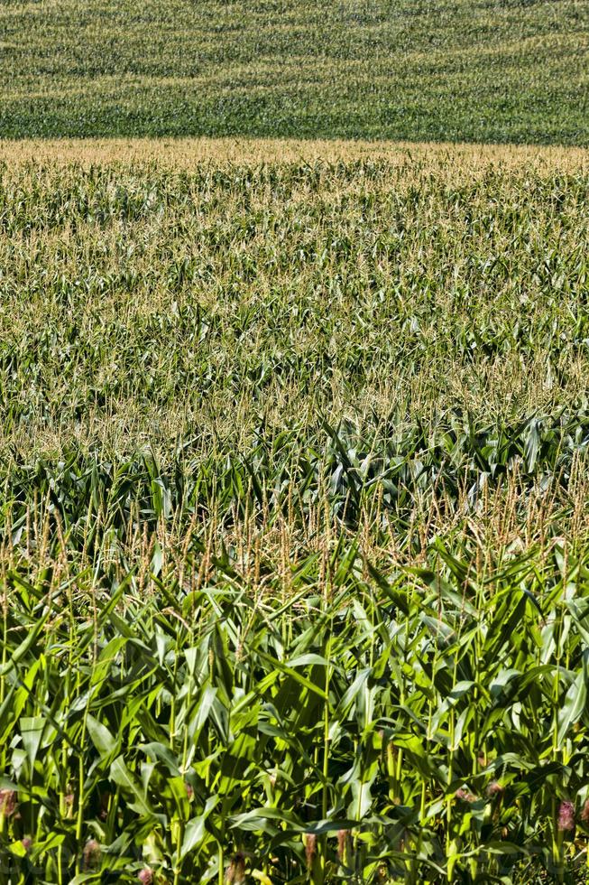 natural non GMO corn field photo