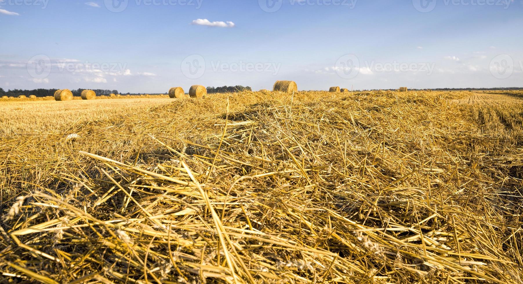 large cylindrical stacks of wheat straw photo