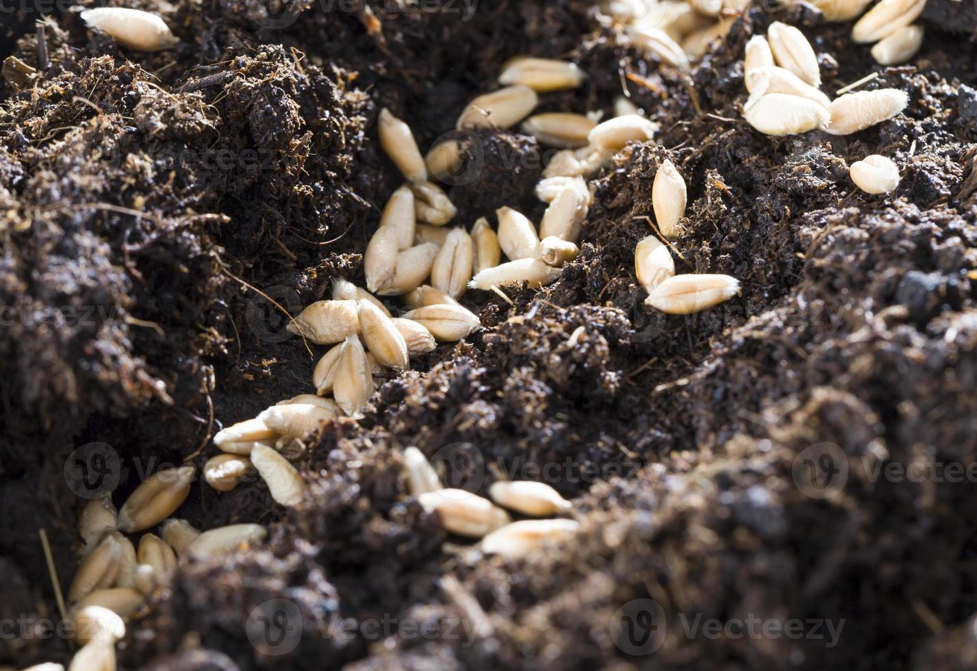 grano de trigo, primer plano foto