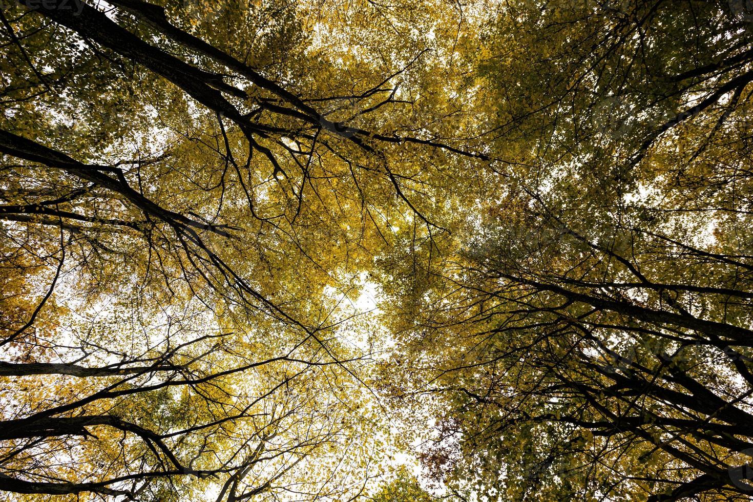 yellow autumn foliage photo