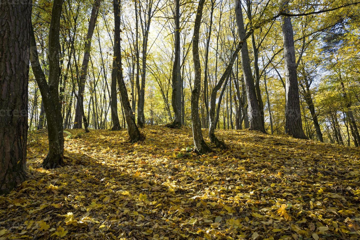 beautiful real nature before leaf fall photo