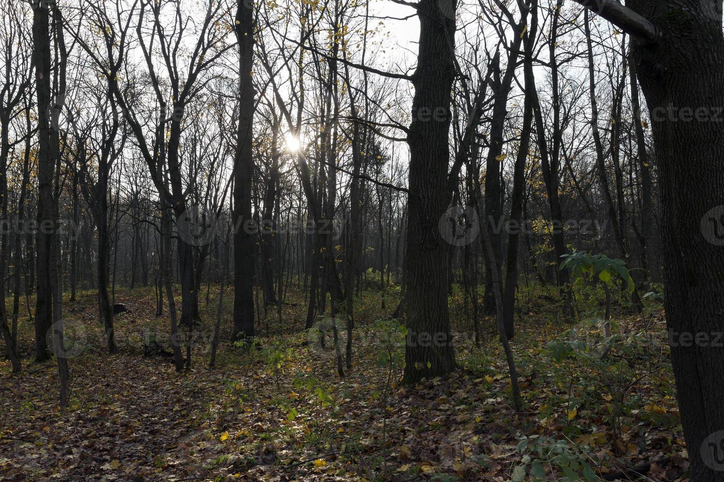 end of autumn photo