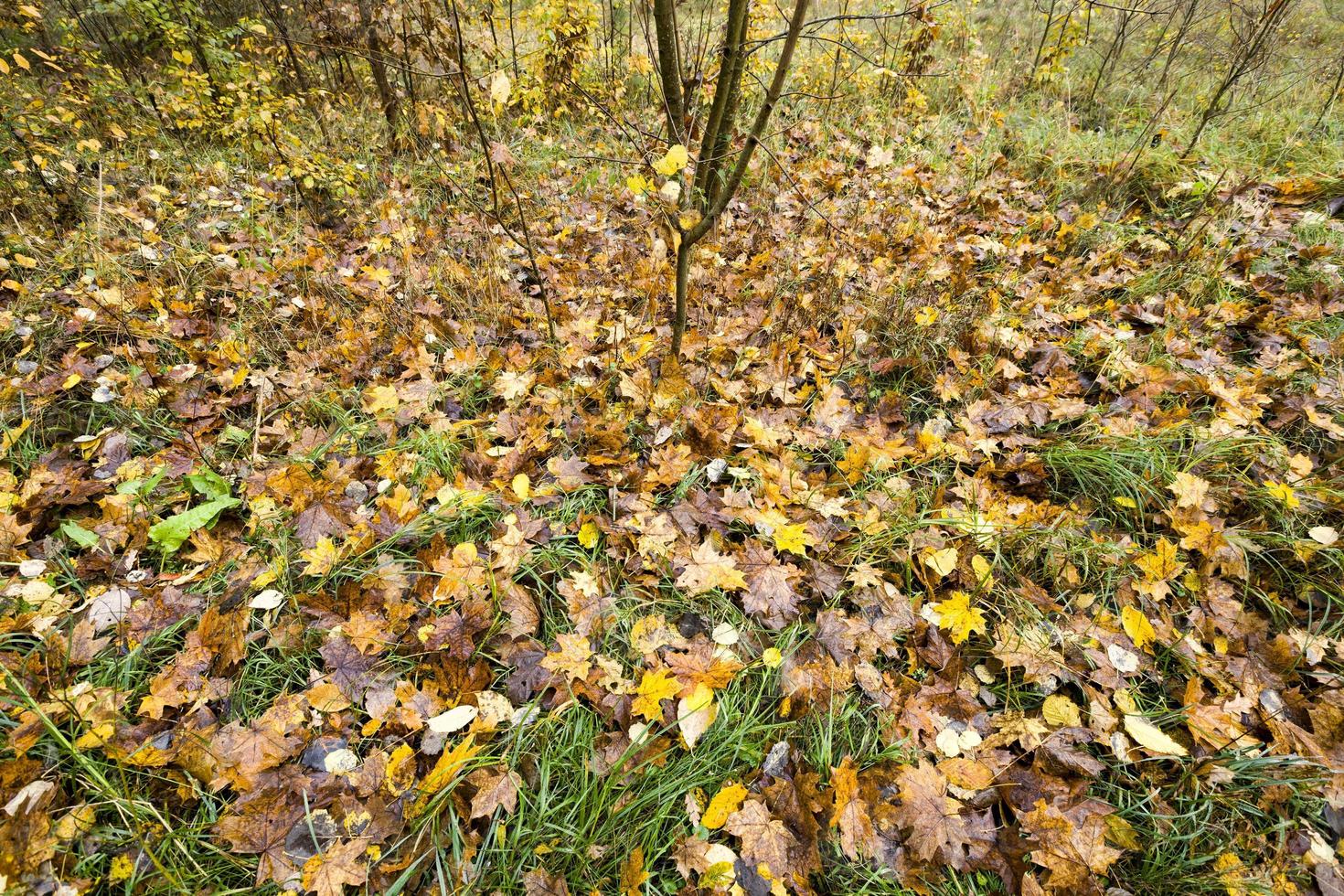 landscape with foliage photo