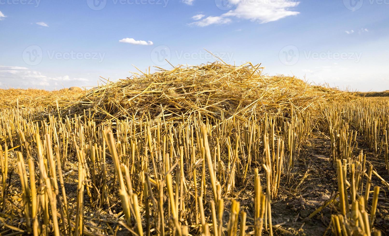 agricultural fields with wheat or rye photo