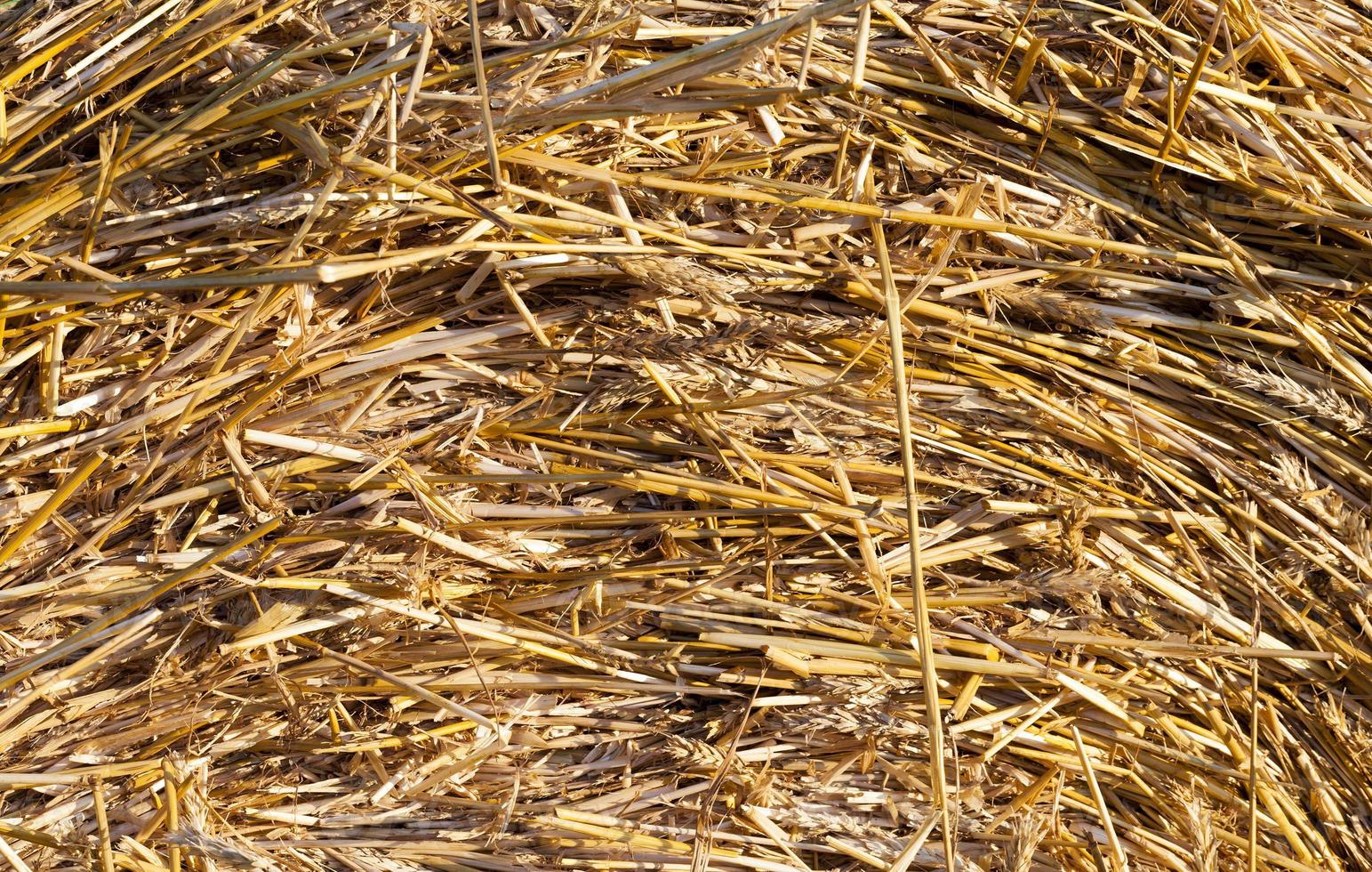 large cylindrical stacks of wheat straw photo