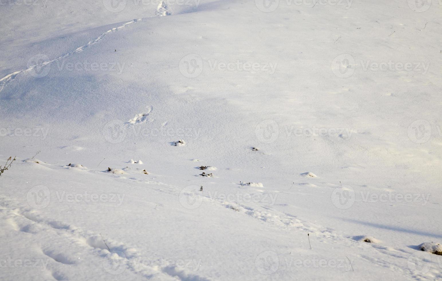 fresh snow surface photo