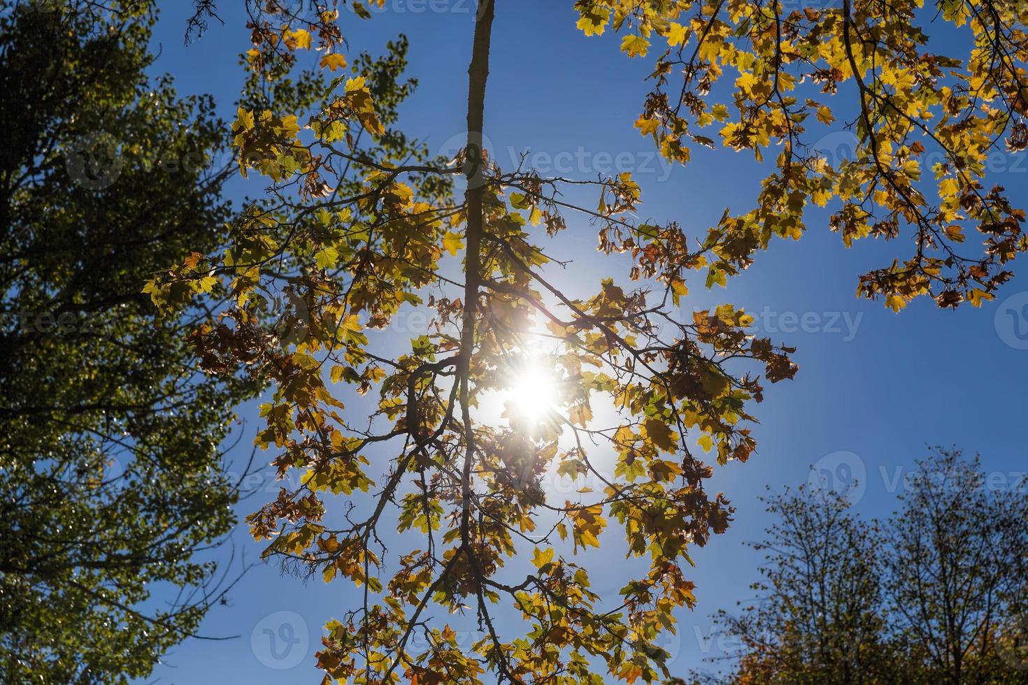 yellowing leaves, close up photo
