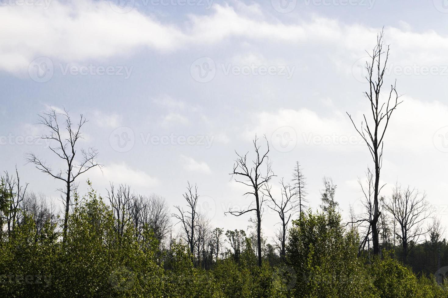 real nature with trees photo