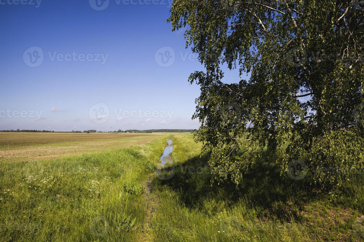 deciduous trees, field photo