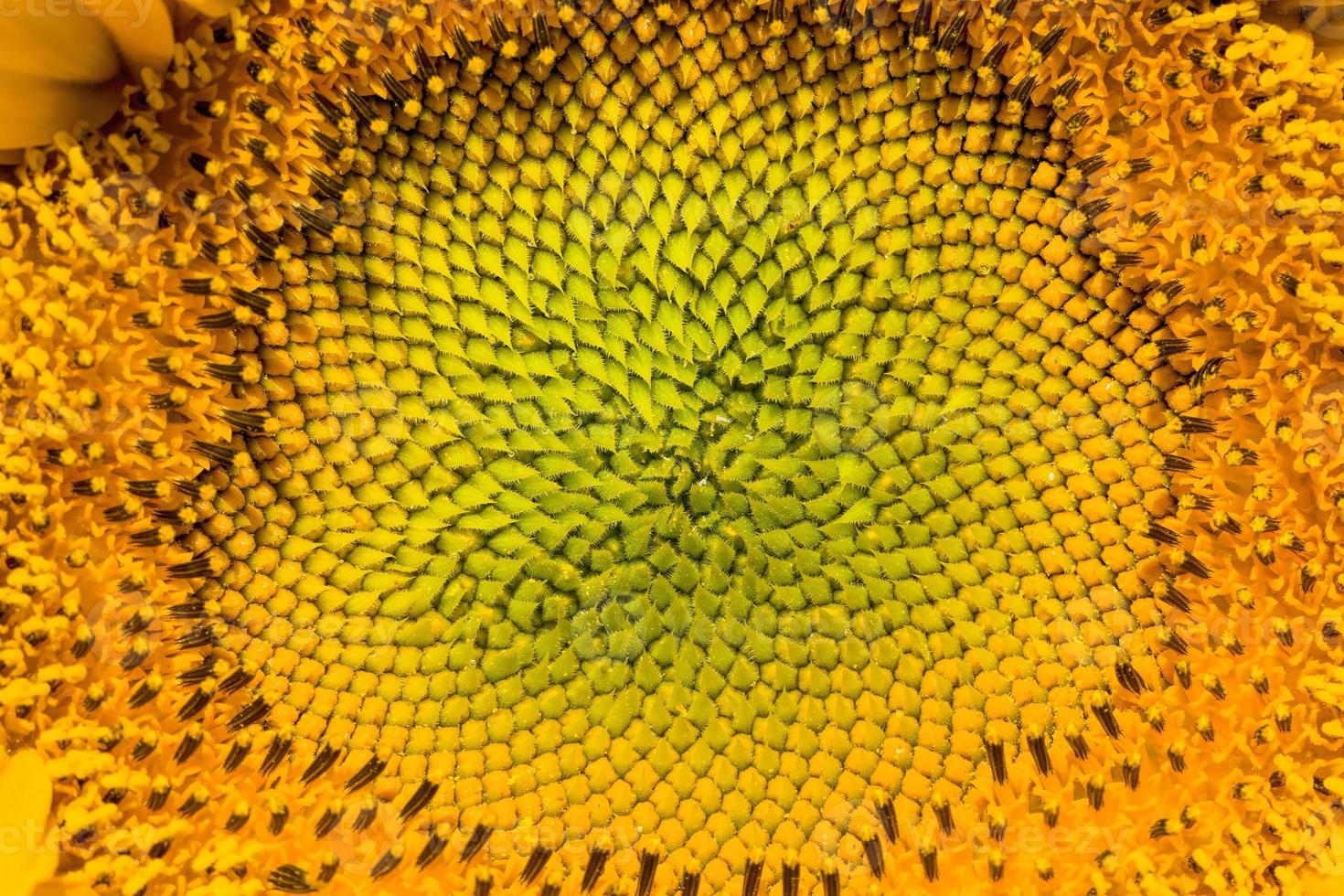 common sunflower in the summer photo