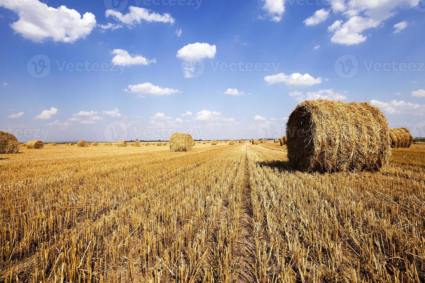 stack of straw in the field photo