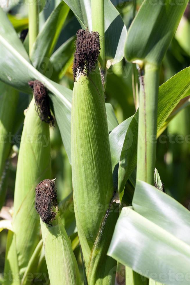 ear of corn 9420057 Stock Photo at Vecteezy