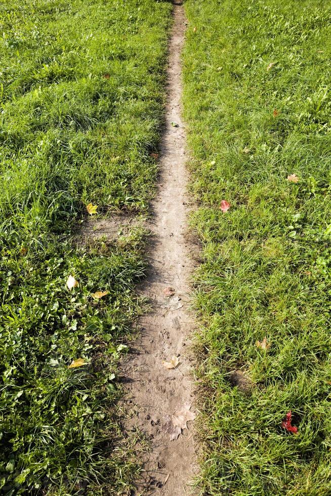 footpath in the field photo