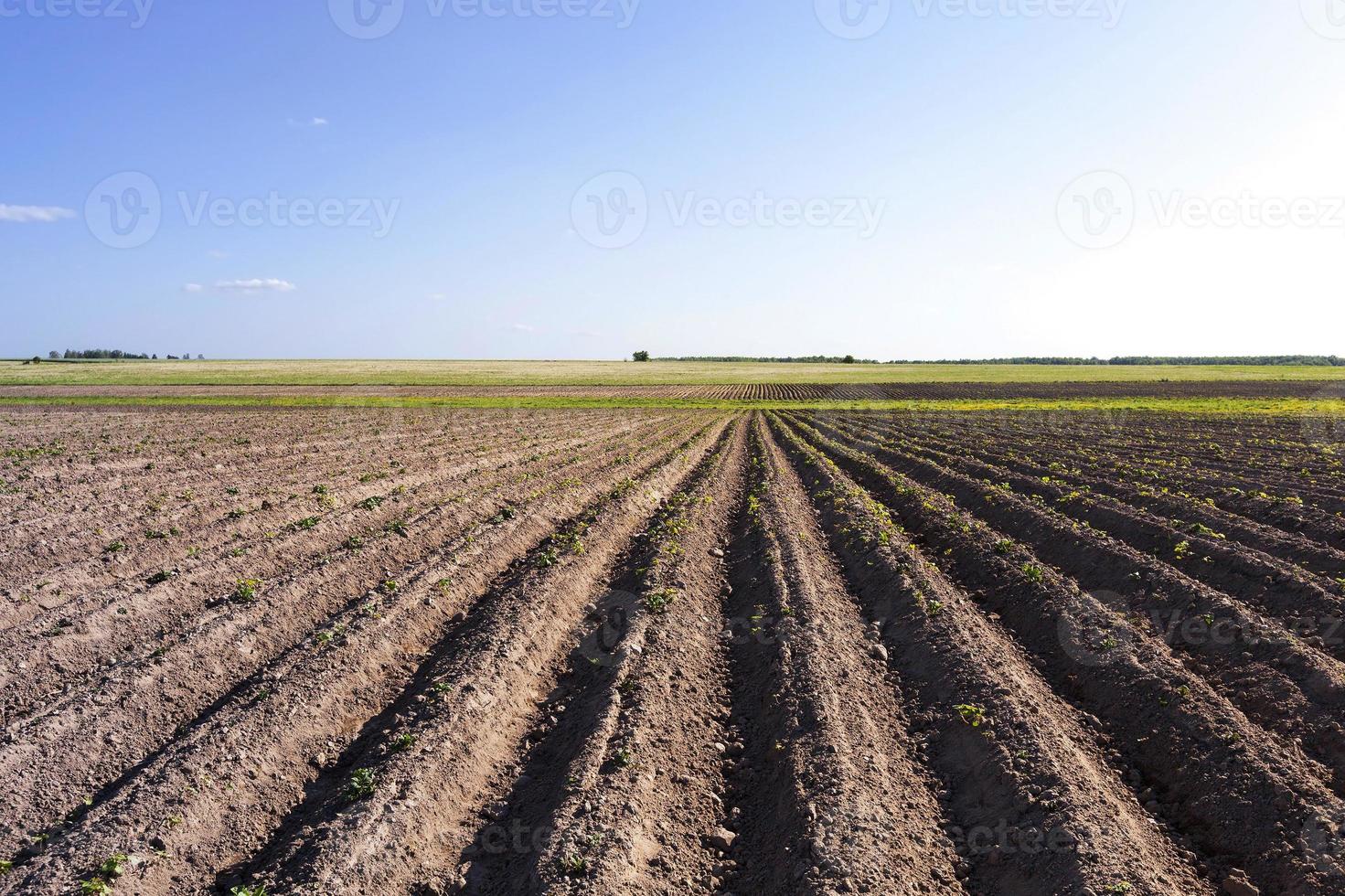 potato field , Belarus photo