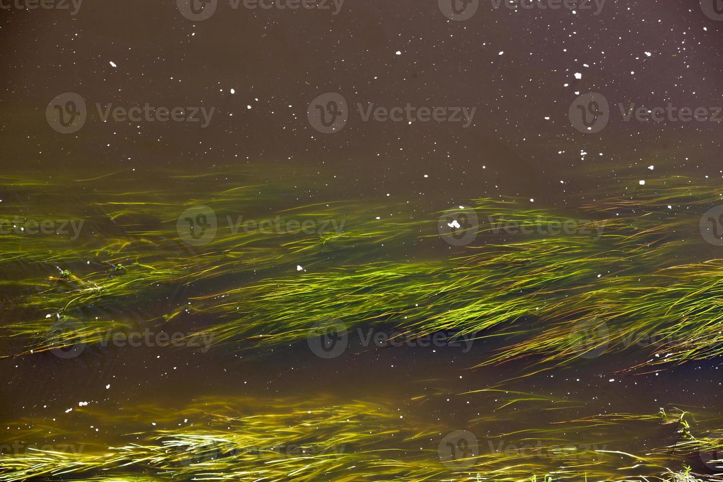 algae in water photo