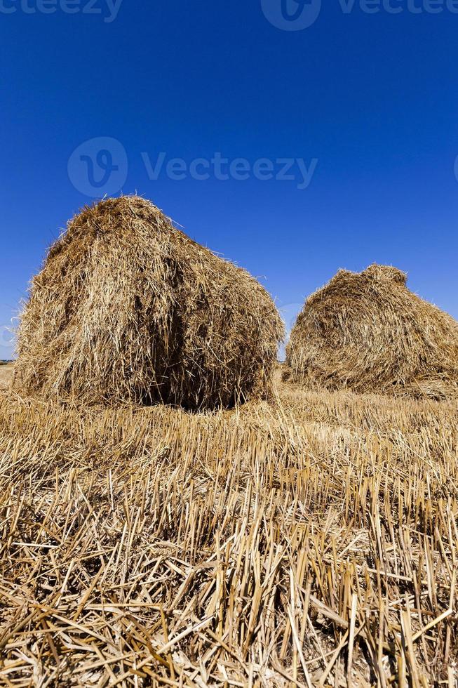 stack of straw in the field photo